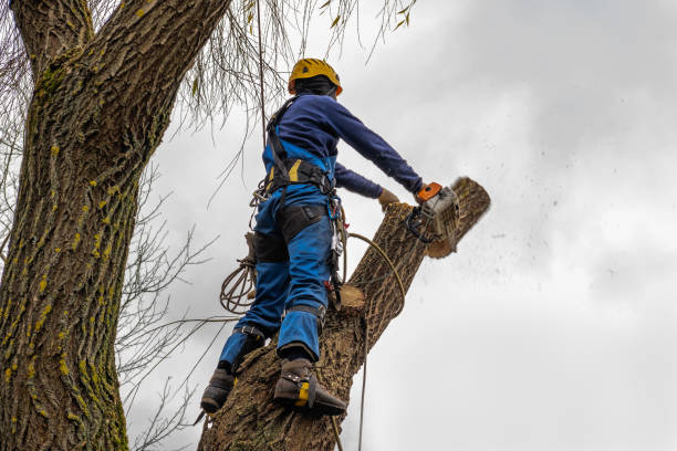 Fort Bliss, TX  Tree Services Company