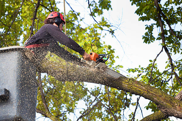 Why Choose Our Tree Removal Services in Fort Bliss, TX?